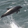 Venemaa kasutab Krimmi mereväebaasi kaitsmiseks väljaõppinud delfiine