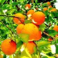 Apelsinikasvatustel on suured kasumid, aga halvad töötingimused