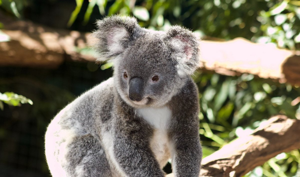 Austraalia kuulutas koaala väljasuremisohus liigiks