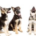 ENNEOLEMATULT ARMAS: 10 vahvat koeratõugu, kelle kutsikad sulatavad sinu südame