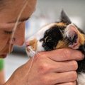 Kui saabub aeg hüvasti jätta: psühholoog annab nõu, kuidas toime tulla lemmiklooma eutaneerimisega