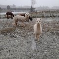 ГАЛЕРЕИ | Белый ковер укутал землю. Во многих местах в Эстонии выпал снег