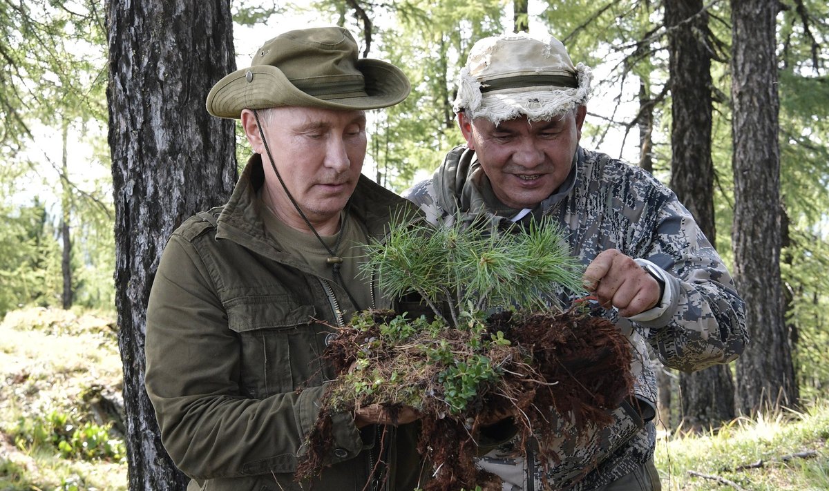 KORD OLID NIIDUD ROHELUST TÄIS...: Idülliline hetk Putini ja Šoigu 2018. aasta puhkusereisilt Siberis. Parasjagu imetlevad mehed noort seedrit.