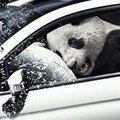 Panda jm loomad panevad Fiatiga puusse