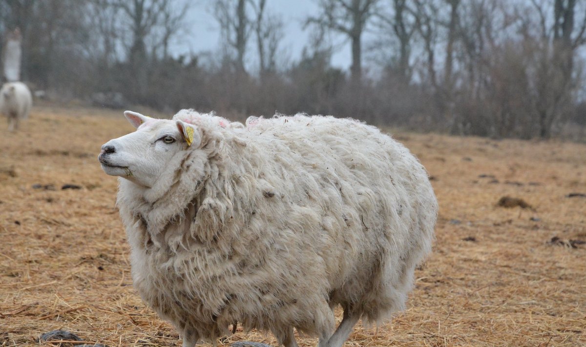 Lammas