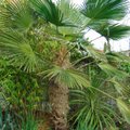 Eestiski saab palme kasvatada. Uuri, milliseid liike ja mis trikkidega neid ületalve hoida!