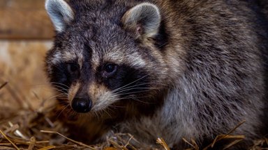 Jaht pesukarule: kodust metsa põgenenud looma võib halvima võimalusena oodata hukkamine