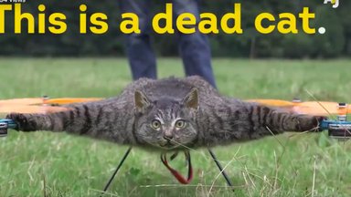 VIDEO | KURIOOSUM: Surnud kassist tehti lendav topis