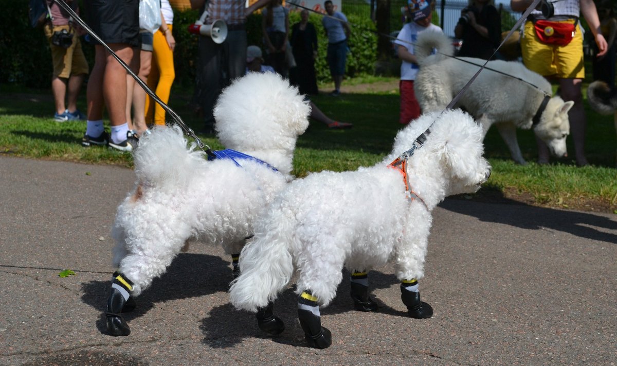 Käpakäik 2019