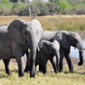 Positiivseid uudiseid Keeniast: elevantidel on beebibuum!