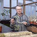 Harri Poom taastab kaktuste kollektsiooni
