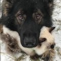 PÄEVA HITTVIDEO | Soome koer Julius hullutab maailma