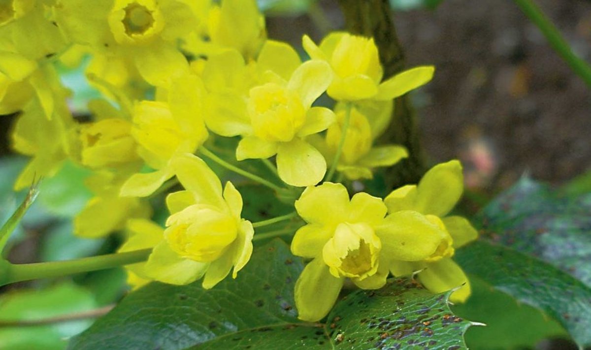 Kevadel mais näitab läiklehine mahoonia oma suuri kollaseid kobarõisikuid.