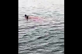 VIDEO | Õõvastavad kaadrid: hai hammustas Hurghadas turistil käe ning jala otsast