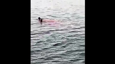 VIDEO | Õõvastavad kaadrid: hai hammustas Hurghadas turistil käe ning jala otsast