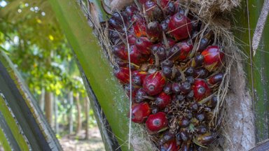 Palmiõli peidab end tootekoostises keerukate ühendinimede taga