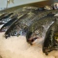 Värske lõhe ja forelli hinnad kihutasid üles: kalaturul on ainulaadne olukord