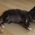 Kertu VIDEO | Laitse kolooniast päästetud kassipoja raviarve küündis pea tuhande euroni