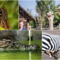 Krokodillid, sebrad, alpakad ja liblikad. Missugustes väiksemates turismitaludes saab tutvuda loomadega?