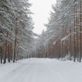 Kasvava metsa eest maksti juba 60 eurot tihumeetrist
