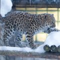 Таллиннский зоопарк хочет заменить нерадивую самку снежного барса новым животным