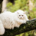 SUUR GALERII | Tartu kass Ada on kui ohtlik kodutiiger, kord teda kohanud, armub temasse igaüks