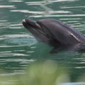 Uuring: üha kuumenevad ookeanid hukutavad delfiine