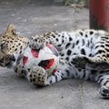 FOTOD | Tallinna loomaia leopard sai kingiks jalgpalli