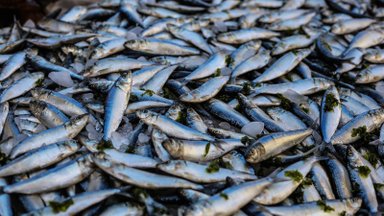 Eesti kalatööstuse tooted on au sees üle maailma