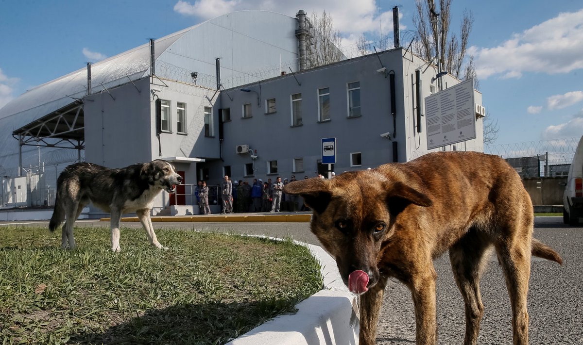 Koerad Tšornobõlis