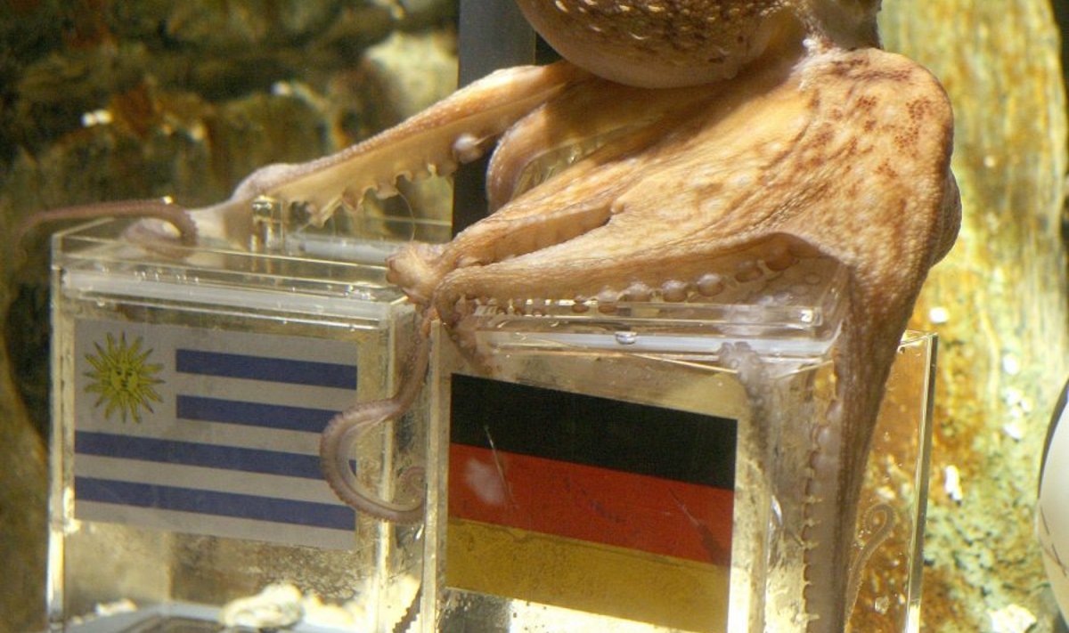 Kaheksajalg Paul on valinud võitjaks Saksamaa