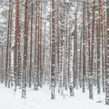 EESTI ILM 2100: Miks on kliima soojenedes Eestis löögi all just kuusepuu?