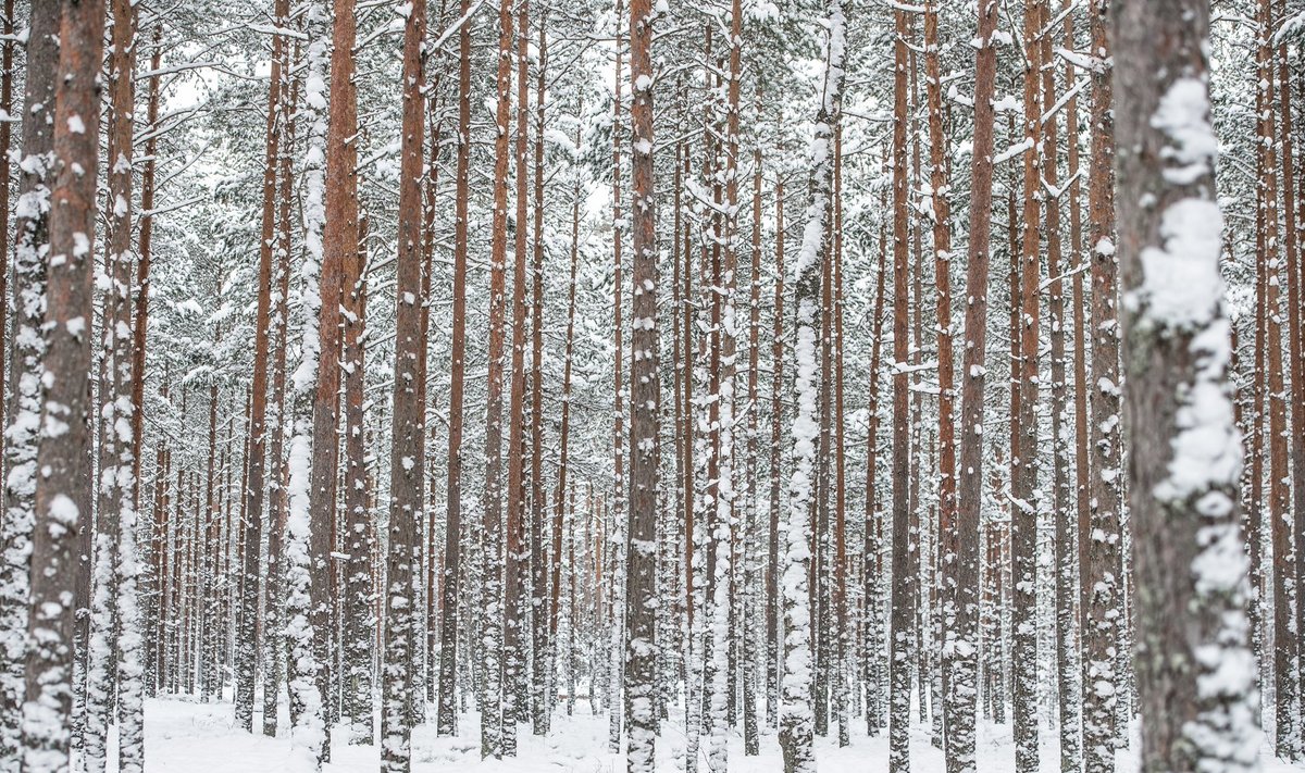 Lumine ja külm talv säästab meie puid kahjuritest ja liigsetest energiakuludest. Seetõttu võib kliima soojenemine omada meie metsade okaspuudele üsna tõsist mõju.