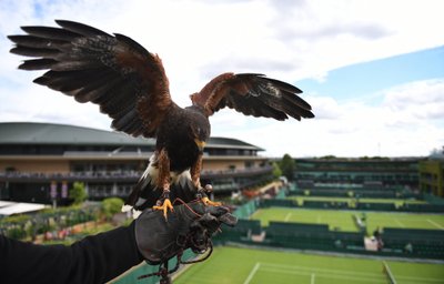 Wimbledoni „turvamees” kotkas Rufus hoolitseb selle eest, et Londoni tuvid muruväljakutele oma keha ei kergendaks. Kotkas lastakse väljakute kohale lendu igal hommikul.