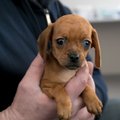 VIDEO ja GALERII | Mis seisus on Keila "koeravabrikust" päästetud koerad?