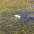 ГАЛЕРЕЯ: Грустная картина на болоте Виру — везде окурки и мусор