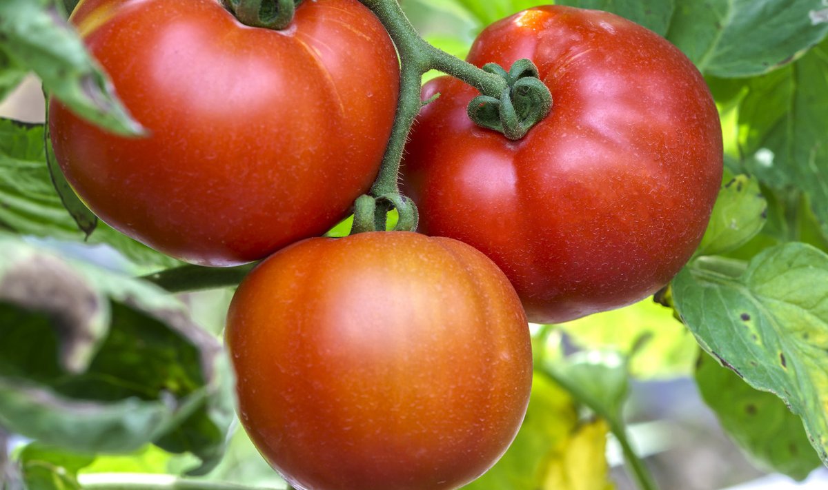 Varajased tomatid