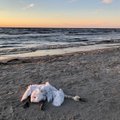 Лебеди умирают: на эстонских пляжах обнаружили более 400 мертвых птиц