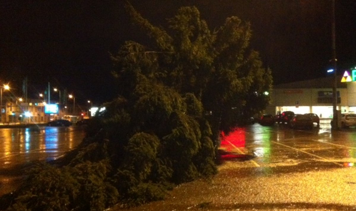 FOTOD: Sikupilli keskuse parkla kuusk murdus tormituule käes - Delfi