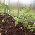 Vanarahva vägev ökonipp tomatite istutamisel: iga taime alla paar räime
