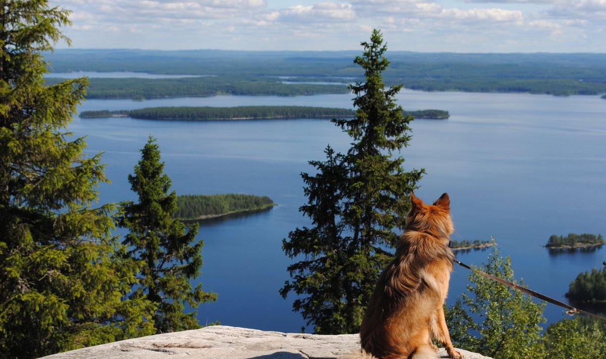 Koli rahvuspark