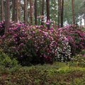 Rododendronite kasvatamisel ei ole probleemiks meie kliima, vaid tingimused, mida silmas tuleb pidada