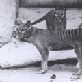 Teadlased tahavad „ellu äratada“ väljasurnud Tasmaania tiigri