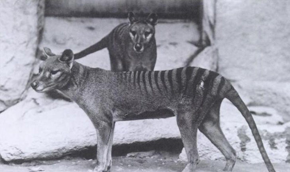 Tasmaania tiigrid loomaaias