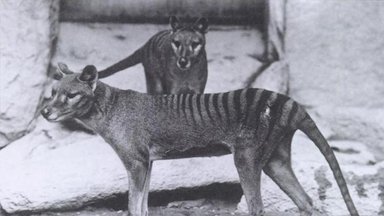Teadlased tahavad „ellu äratada“ väljasurnud Tasmaania tiigri