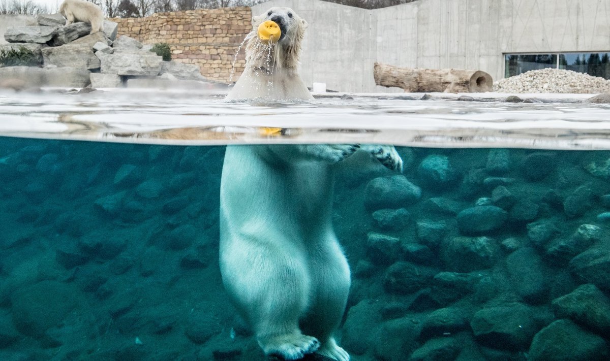 Jääkarupäev Tallinna loomaaias