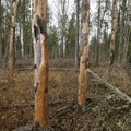 ANALÜÜS | Urmas Kruuse metsasõjas EL-iga ei lähe jutud kokku. Mis trikke tehakse?