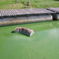 Suur avastus: sinivetikate fotosüntees keerab kooliõpikud pea peale