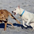 KUI MINU KOER | mida teha, kui minu koer saab teise koera käest hammustada?