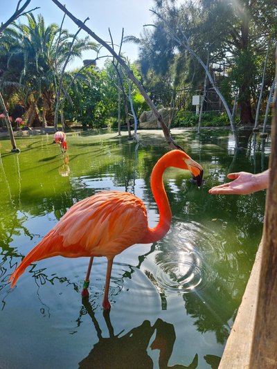 Lagose loomaaia flamingod, keda õnnestus sööta